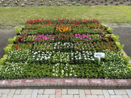 【農業環境科】花と緑のフェスティバルの花壇づくり