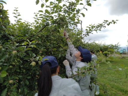 【農業環境科】科目「総合実習」でのリンゴの摘果実習