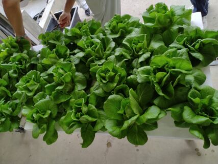 【農業環境科】新しいシステムでのサラダ菜を初収穫しました！